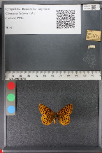 Media type: image;   Entomology 114196